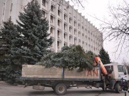 Ялинку, яка впала біля адмінбудівлі обласної ради було передано дитячому будинку