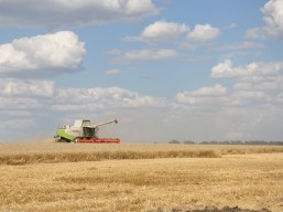 Завершується збиральна кампанія ранніх зернових і зернобобових культур