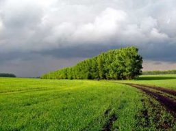 Раціональне використання та охорона земель під полезахисними лісосмугами